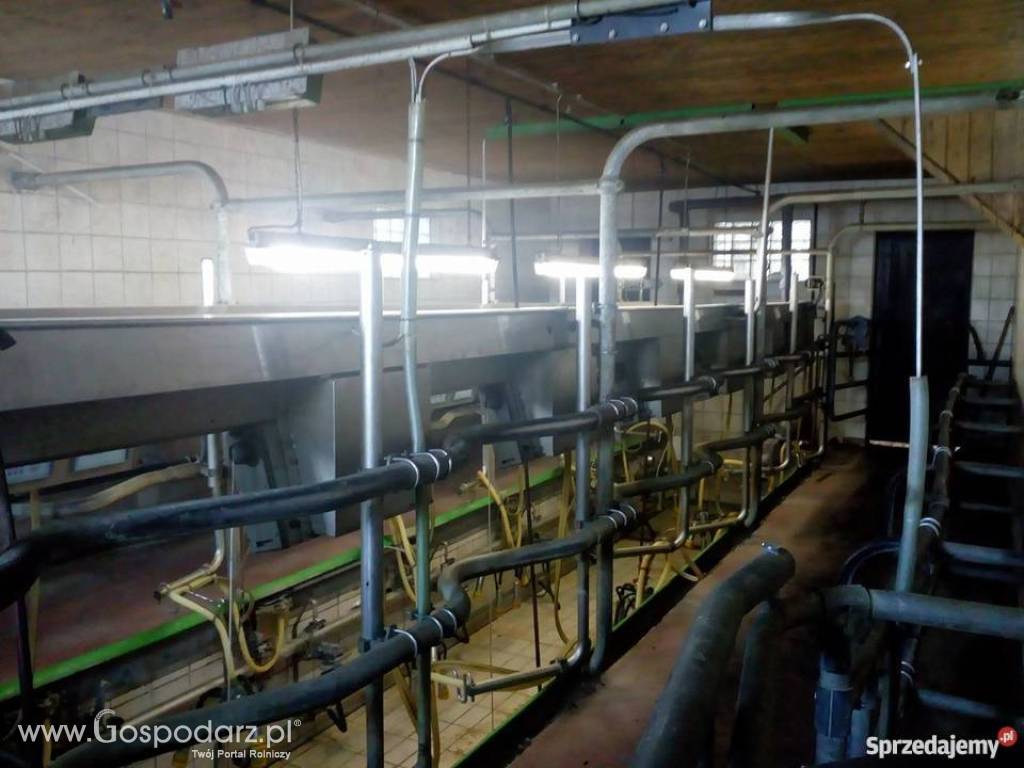 Hala udojowa 2X6 rybia os Westfalia GEA DeLaval Alfa Laval 4