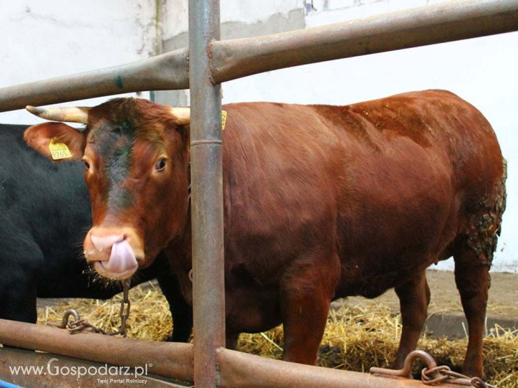 Skup żywca byki jałówki krowy i trzoda ! 4