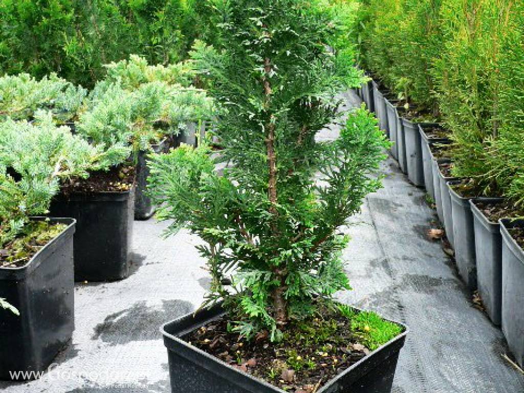 Thuja Occidentalis 