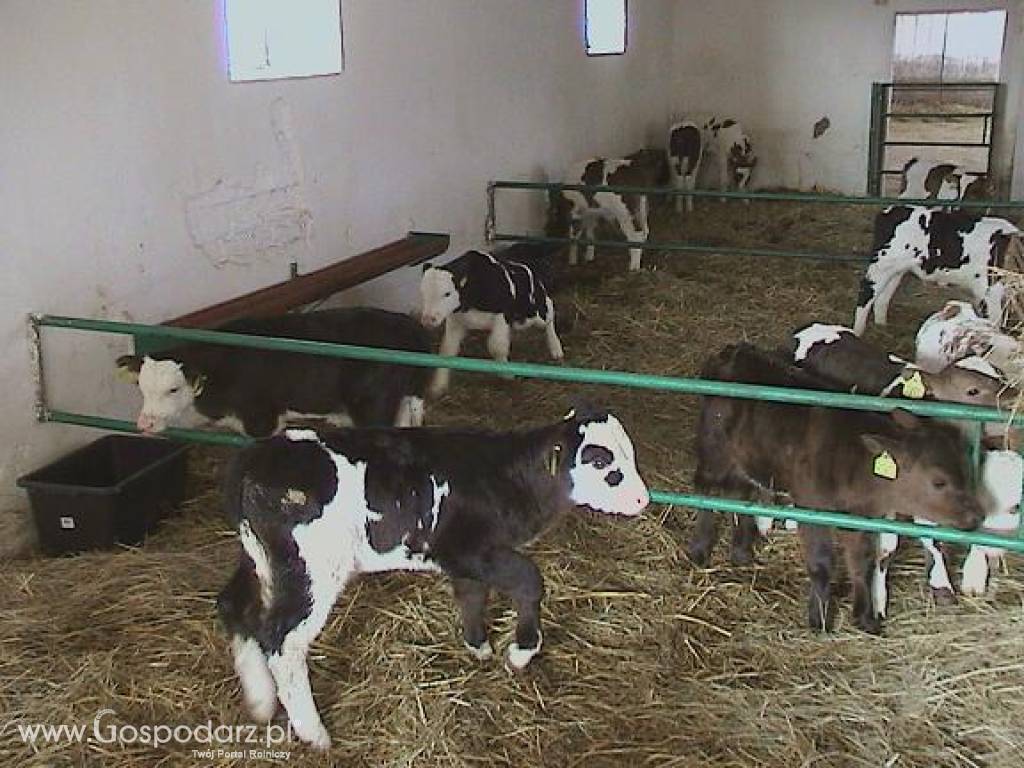 Byczki, cielęta ras mięsnych w ciągłej sprzedaży od 60kg do 80kg 5