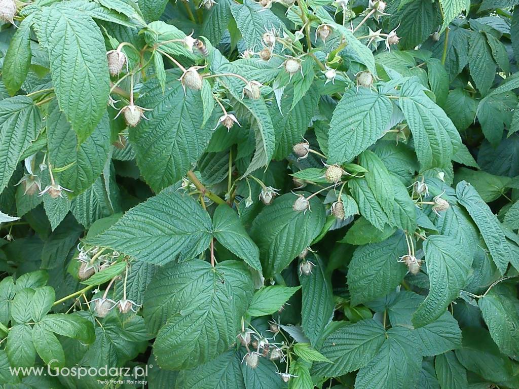 Sprzedam sadzonkę malin 6