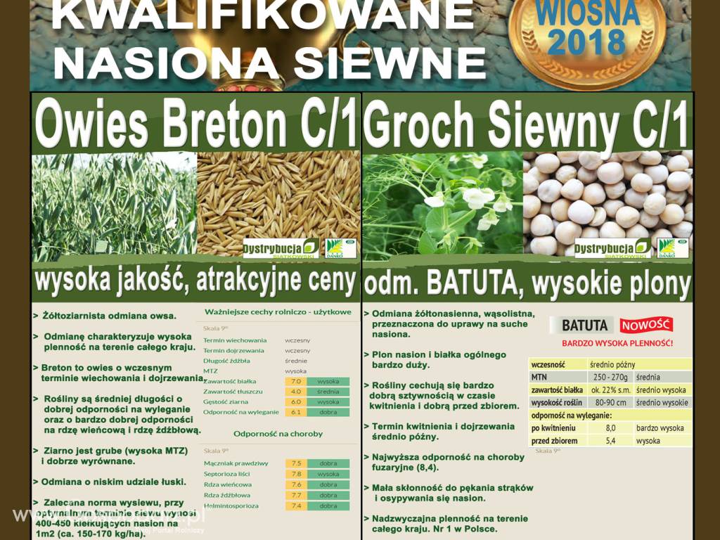 Kwalifikowane nasiona siewne pszenicy jarej Mandaryna C/1 5