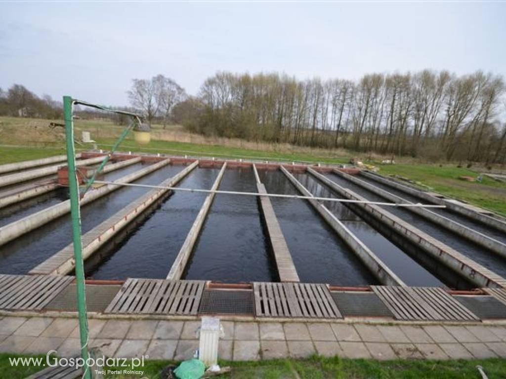 Sprzedam hodowlę pstrąga tęczowego gospodarstwo rybackie