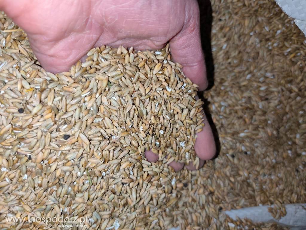 Sprzedam zboże niepełnowartościowe (żyto) na pellet, do gorzelni, biogazowni 3