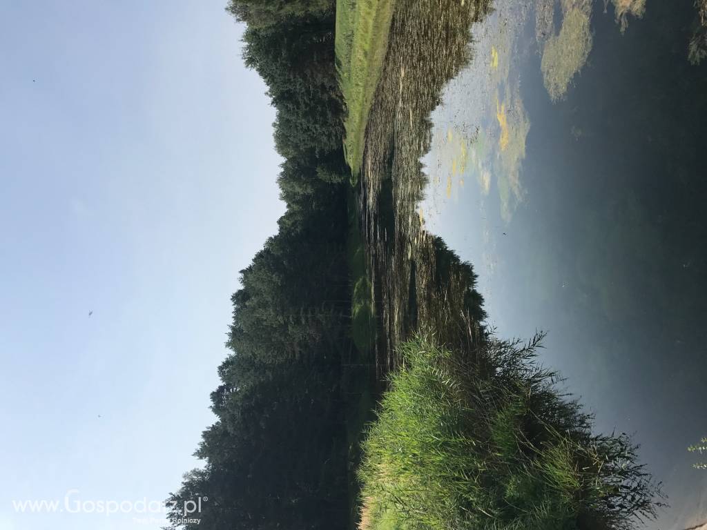 Nieruchomość rolna (gospodarstwo rybne) Młynka gm. Zabierzów woj. małopolskie