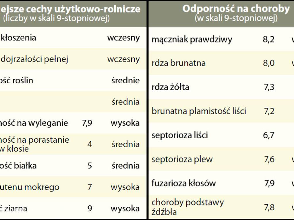 Kwalifikowane nasiona siewne pszenicy jarej Mandaryna C/1 4