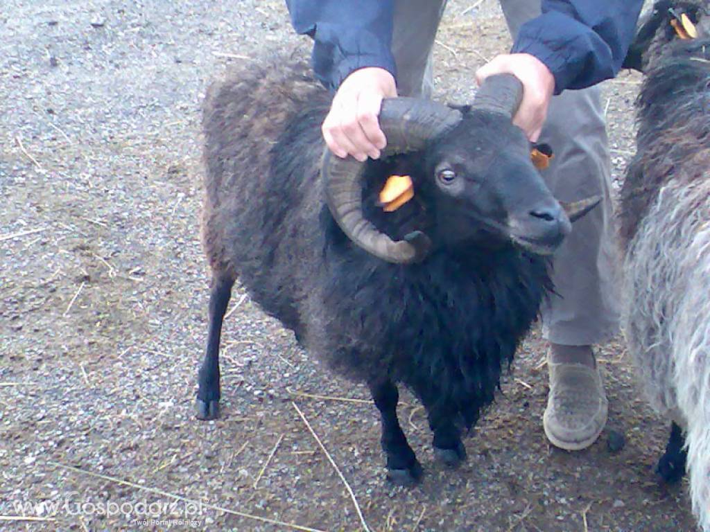 owce wrzosówki 4