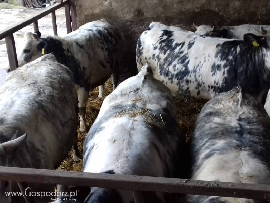 Sprzedaż jałówki rzeźnej 3