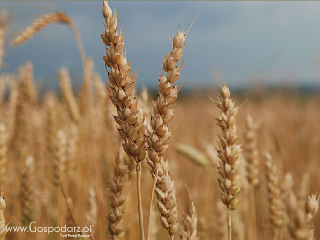 KUPIĘ PSZENICĘ**I INNE ZBOŻE