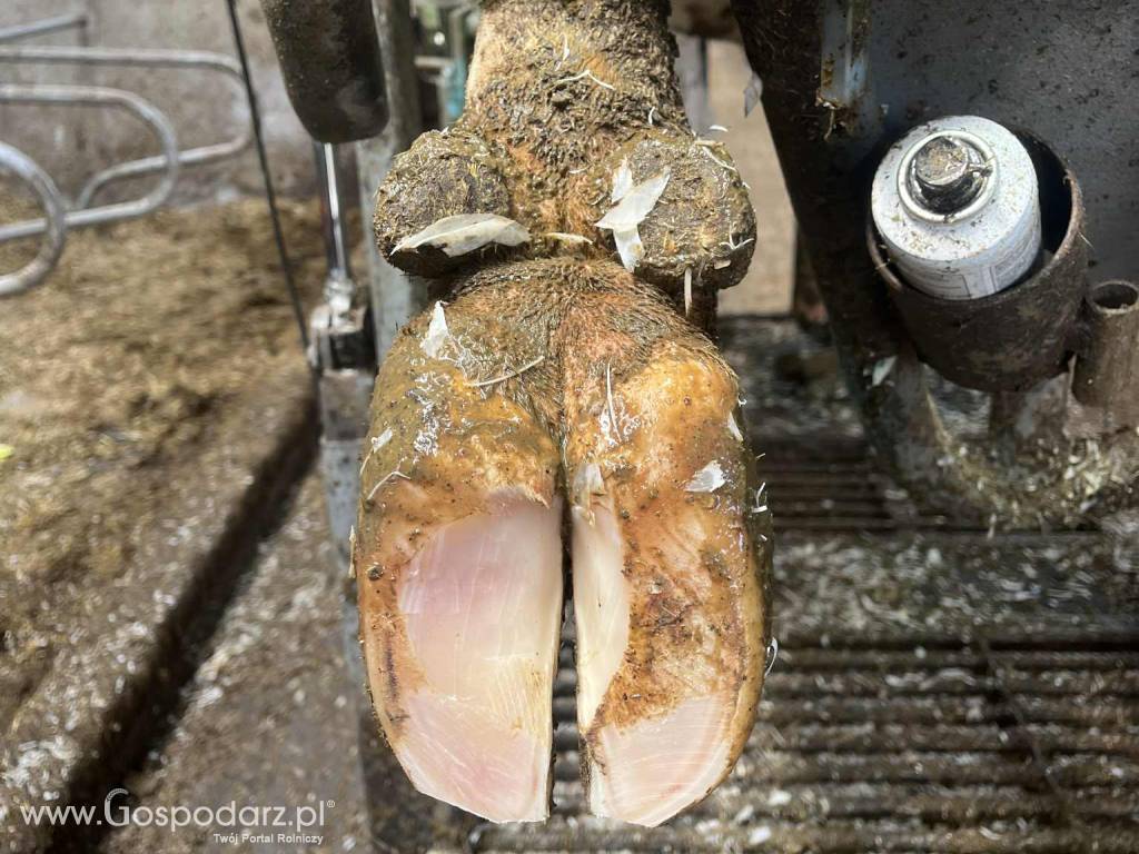 Korekcja Racic u bydła HoofCare 3