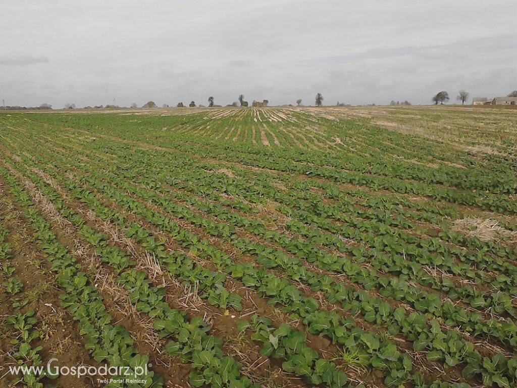 Siew bezorkowy Strip - Till (uprawa pasowa) buraków, kukurydzy, rzepaku 6