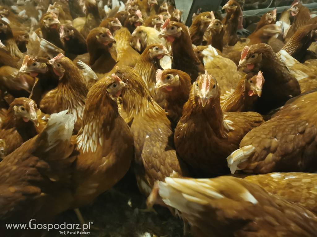 Młode kury nioski Tetra SL z pierwszym jajkiem