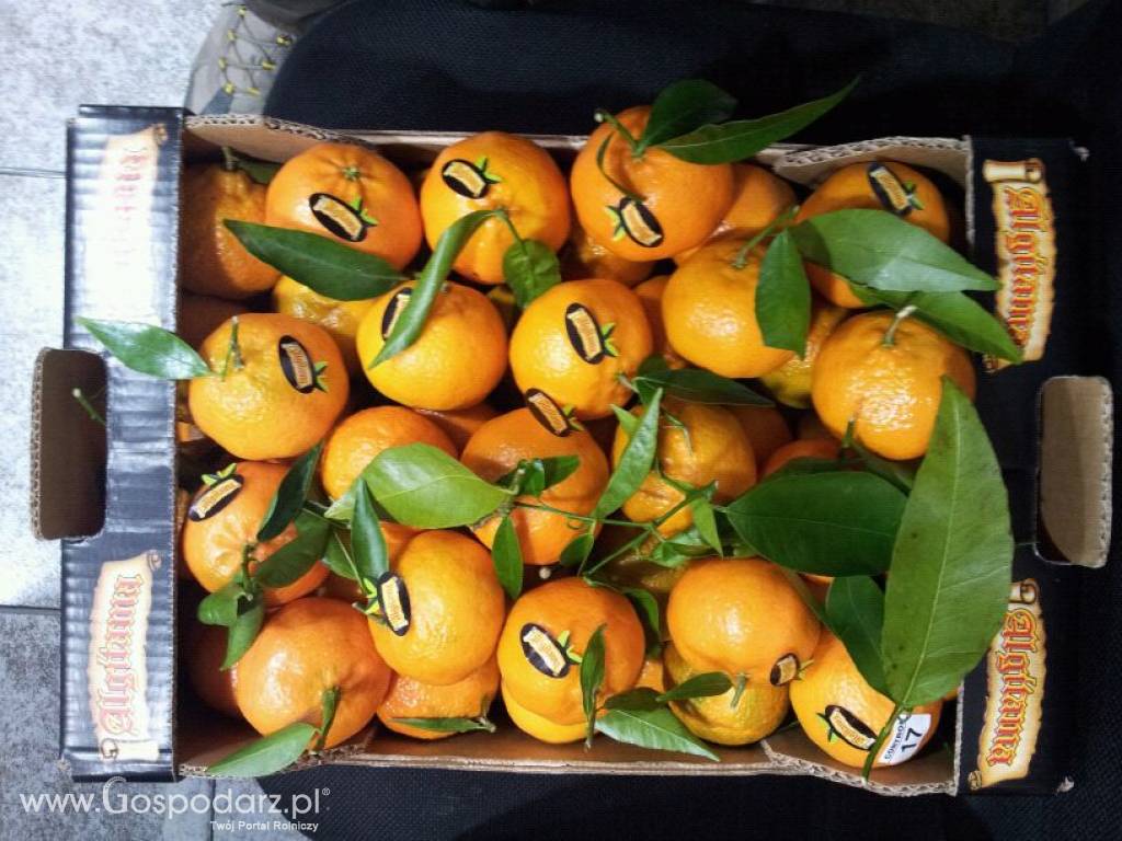 Hiszpańskie owoce, pomarańcze, mandarynki. Tanio. Ilości tirowe 5