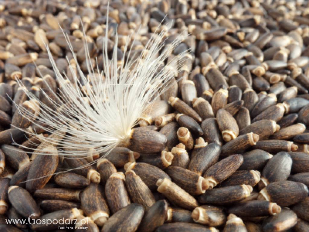 OSTROPEST PLAMISTY, jęczmień młody, czystek, babka jajowata