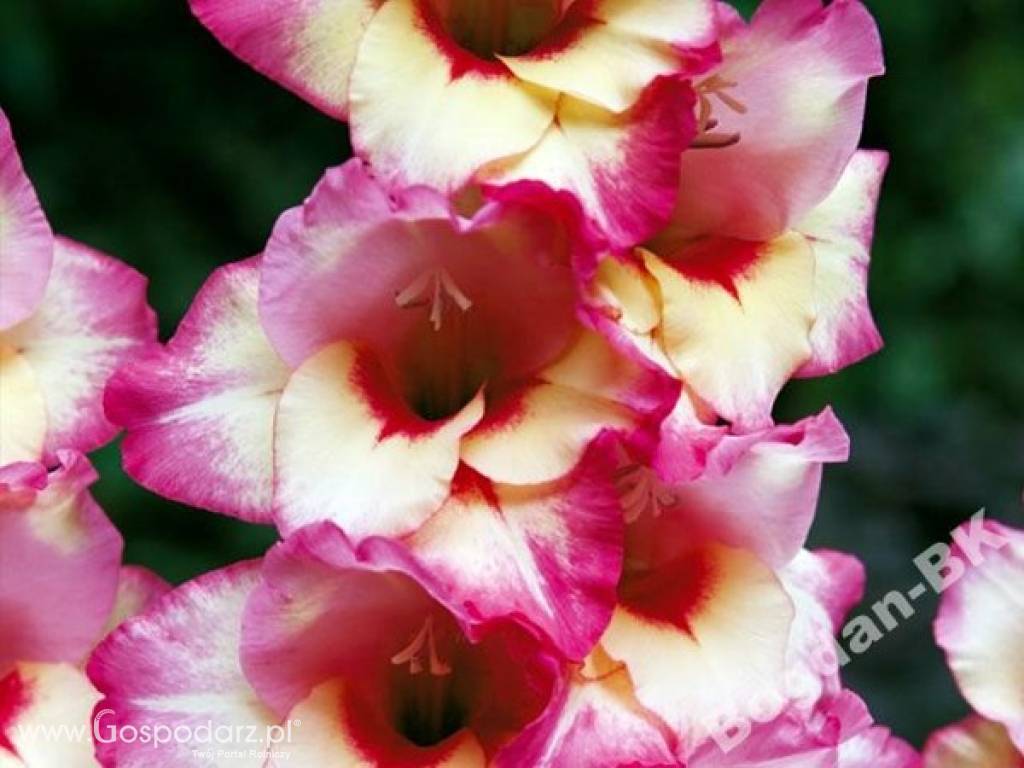 Cebule kwiatowe lilie,dalie,begonie,frezje,czosnki ozdobne,mieczyki, 5