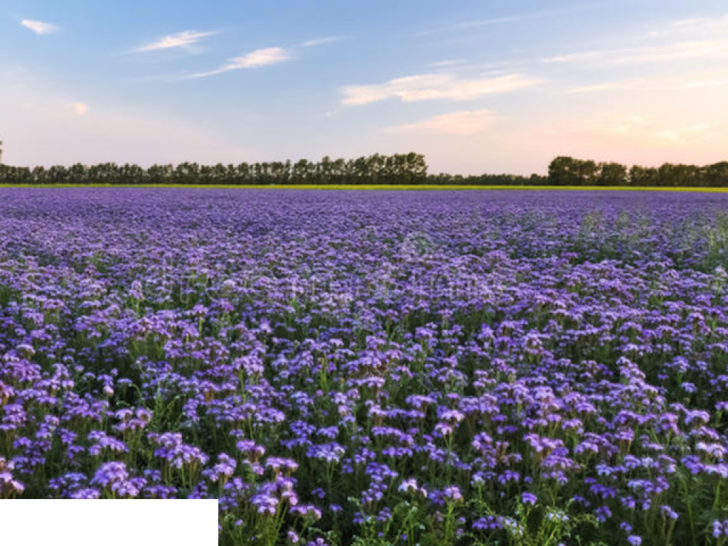 Kontraktacja Skup i Sprzedaż