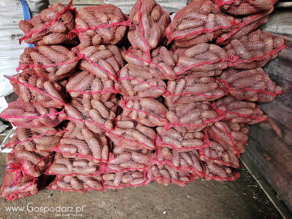 Ziemniaki jadalne Soraya. Marchew Pietruszka Buraczki 4