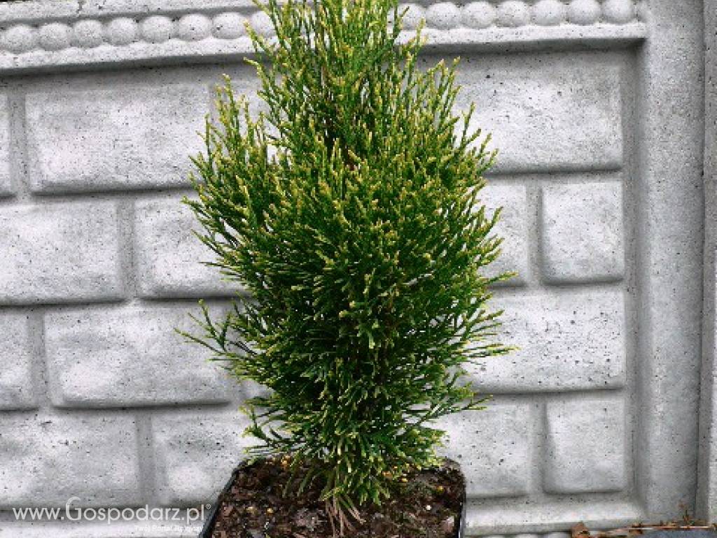 Thuja Occidentalis 