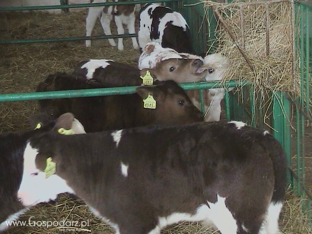 Byczki, cielęta ras mięsnych w ciągłej sprzedaży od 60kg do 80kg 9