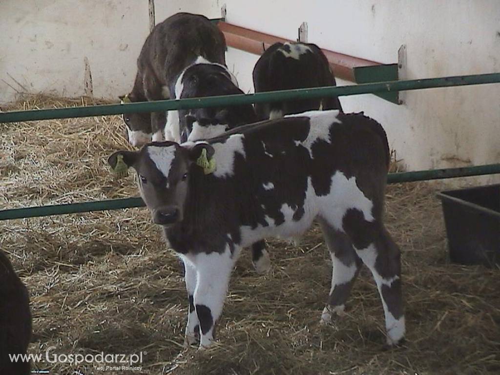 Byczki, cielęta ras mięsnych w ciągłej sprzedaży od 60kg do 80kg 6