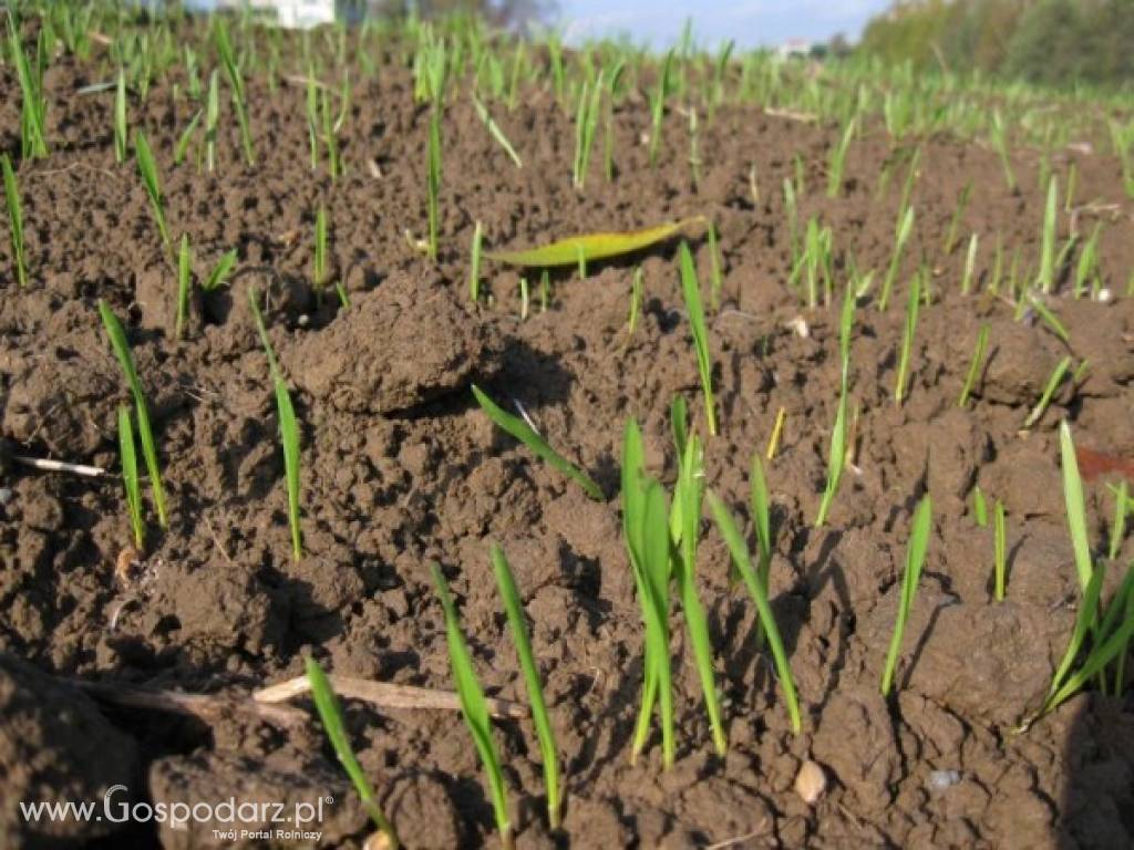 Ubezpieczenie UPRAW ROLNYCH z DOTACJĄ OD PAŃSTWA