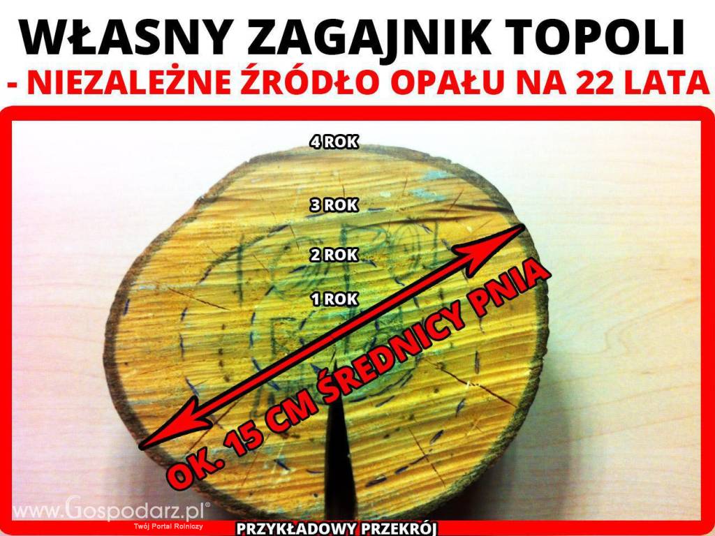 Uprawy i sadzonki topoli energetycznej (lepsze od wierzby) na drewno opałowe 6