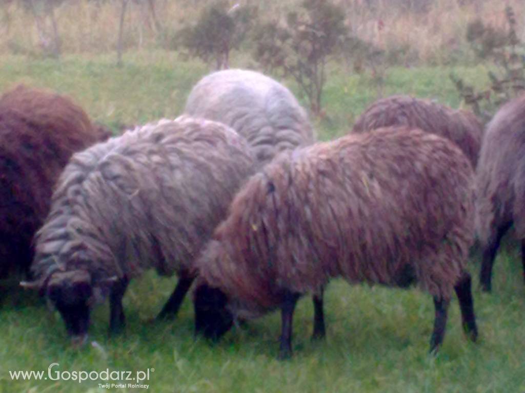 owce wrzosówki 3
