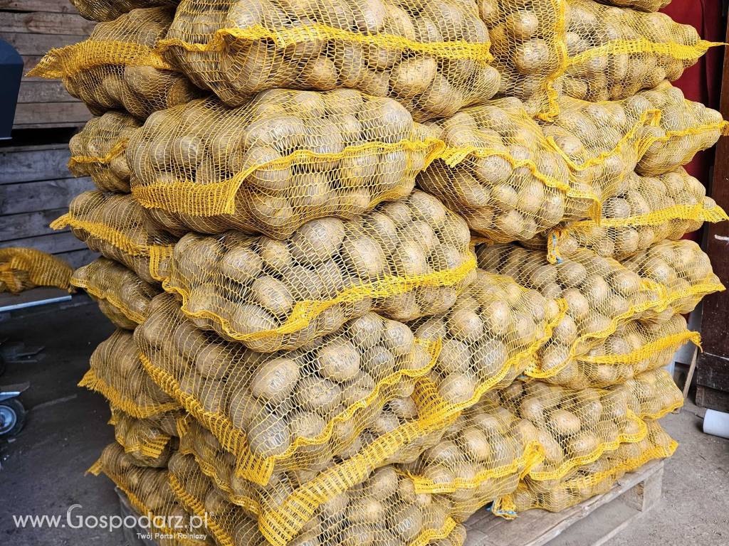 Ziemniaki jadalne Soraya. Marchew Pietruszka Buraczki 3