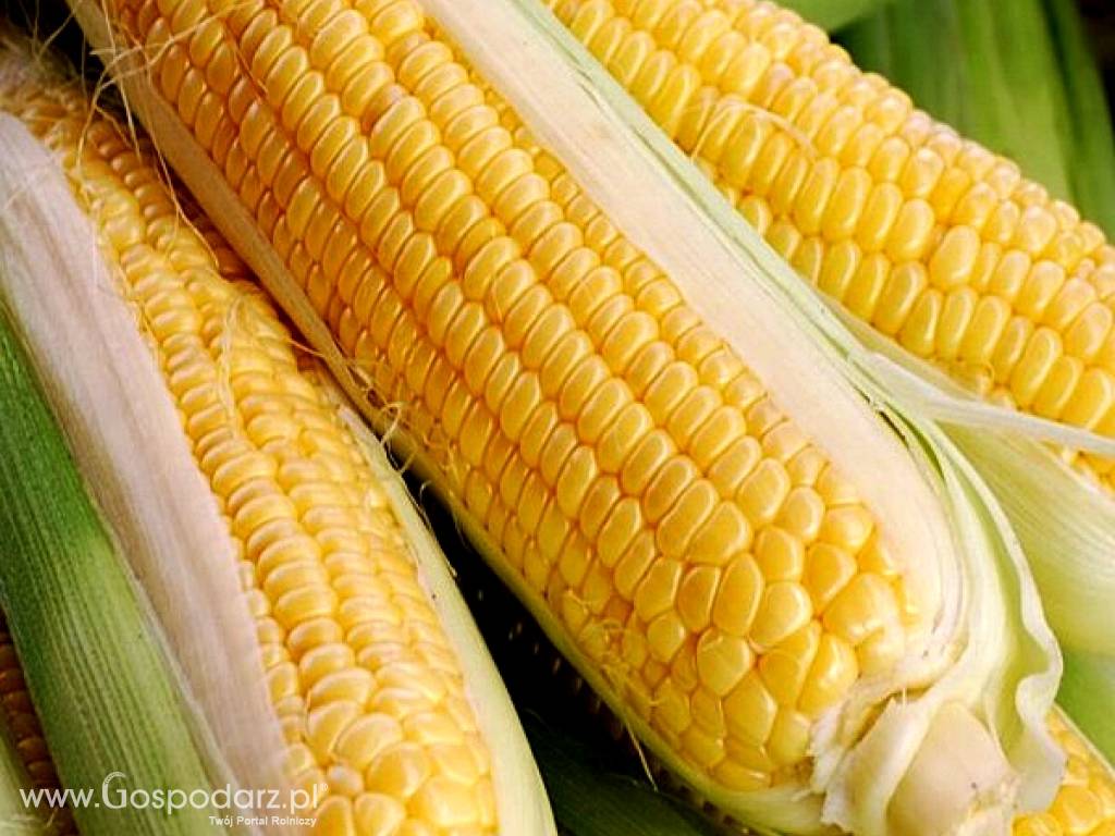 Polecamy nasiona kukurydzy
