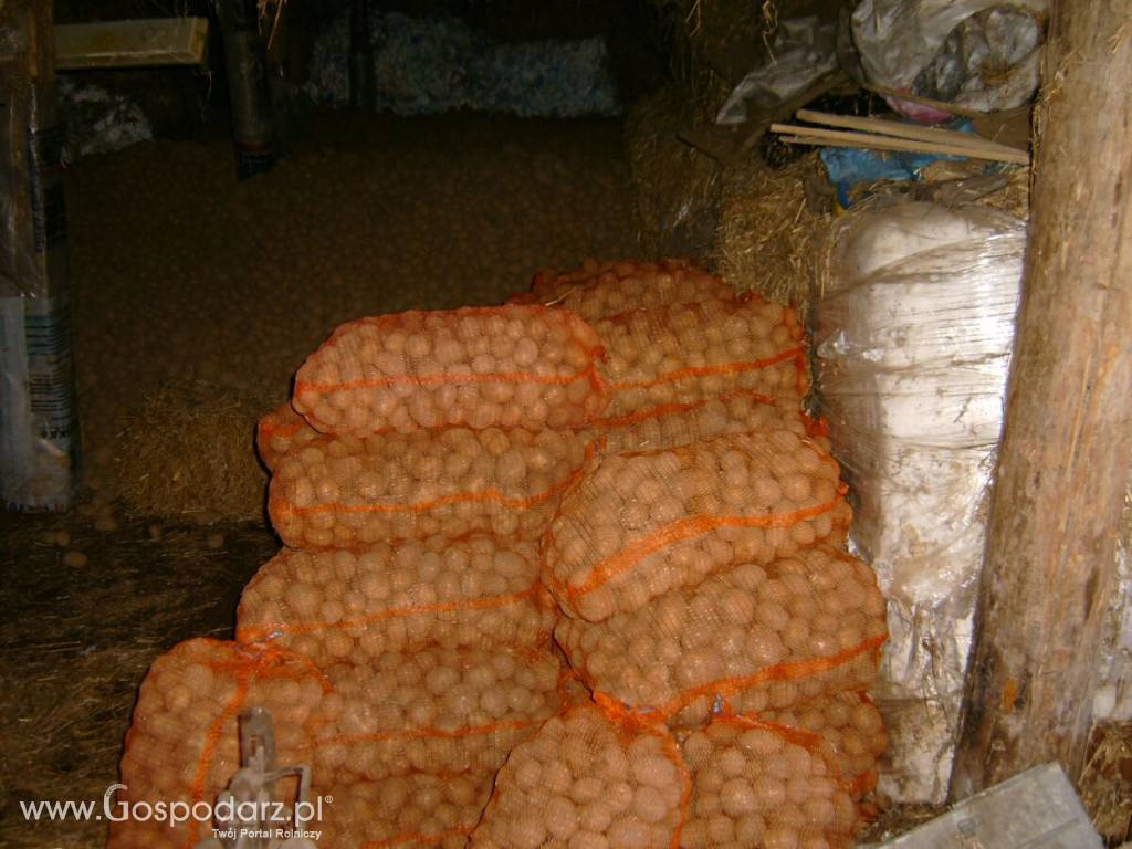 Ziemniaki jadalne 6