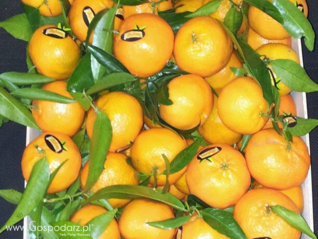 Hiszpańskie owoce, pomarańcze, mandarynki. Tanio. Ilości tirowe 8