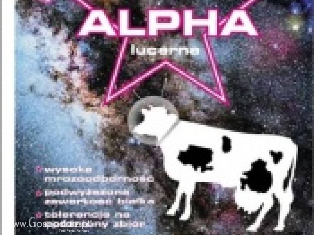Mieszanki Dalgety Alpha