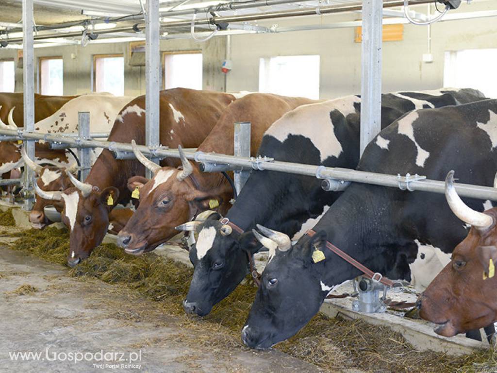 Wygrodzenie z rura karkową z szybkim spuszczaniem