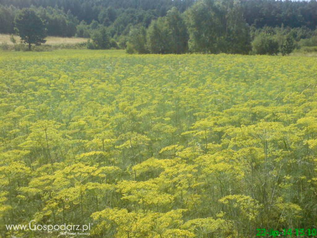 Sprzedam: Koper do kiszenia ogórków 4