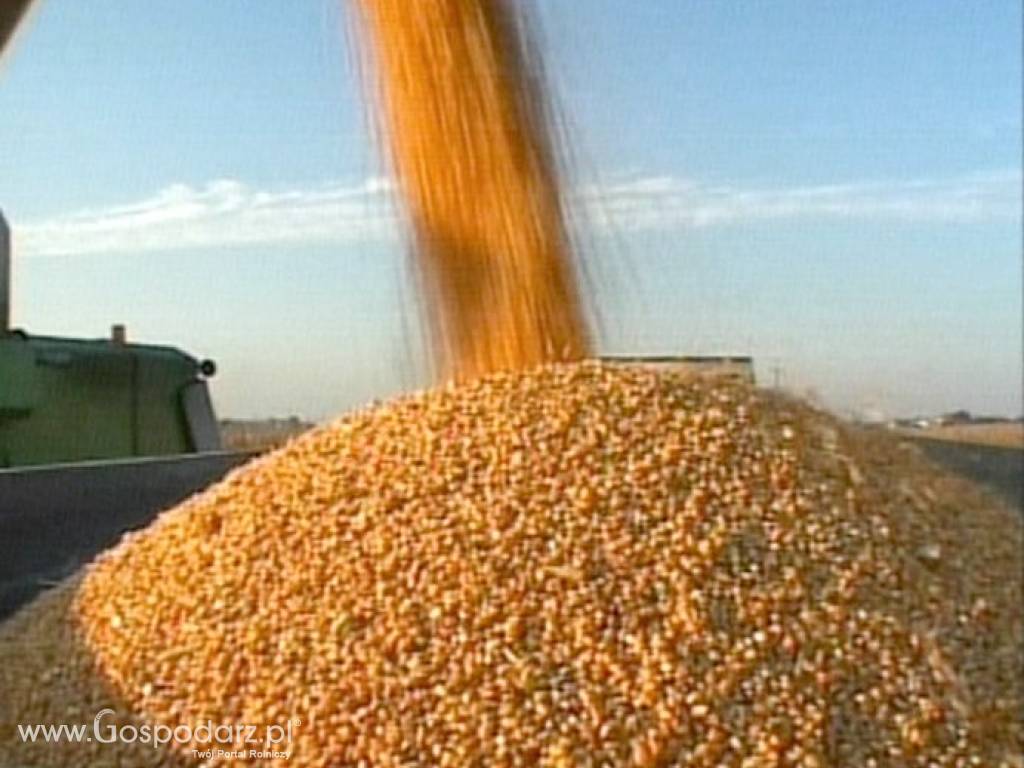 Koszenie zbiór omłot kukurydzy na ziarno 2015 John Deere