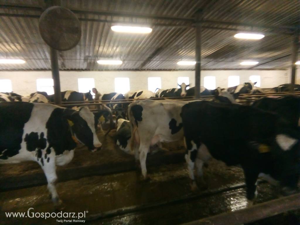 Krowy i Jałówki, finansowanie zwierząt