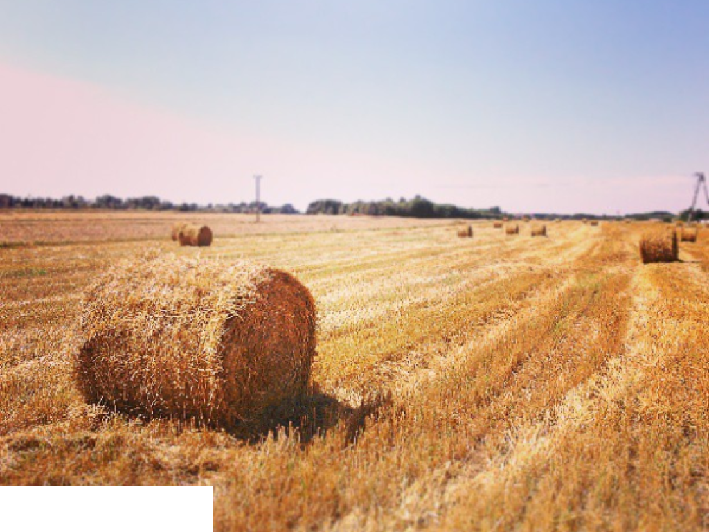 Dopłaty dla rolników