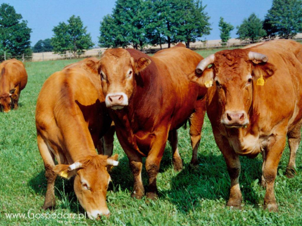 Skup bydła ubojnia Chobot Meat