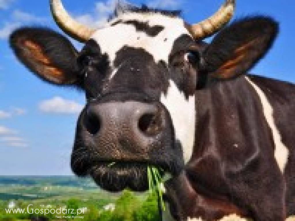 Jałówki cielne, krowy mleczne HF- Dania , Niemcy !!!