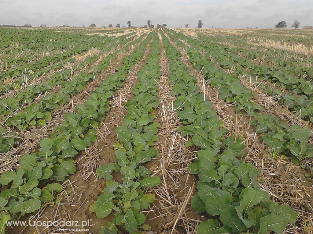 Siew bezorkowy Strip - Till (uprawa pasowa) buraków, kukurydzy, rzepaku 4