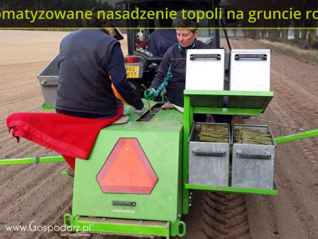 Uprawy i sadzonki topoli energetycznej (lepsze od wierzby) na drewno opałowe 4