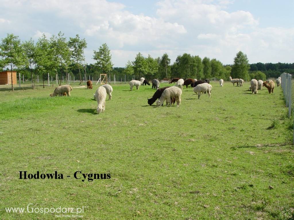 Hodowla alpak Cygnus 3