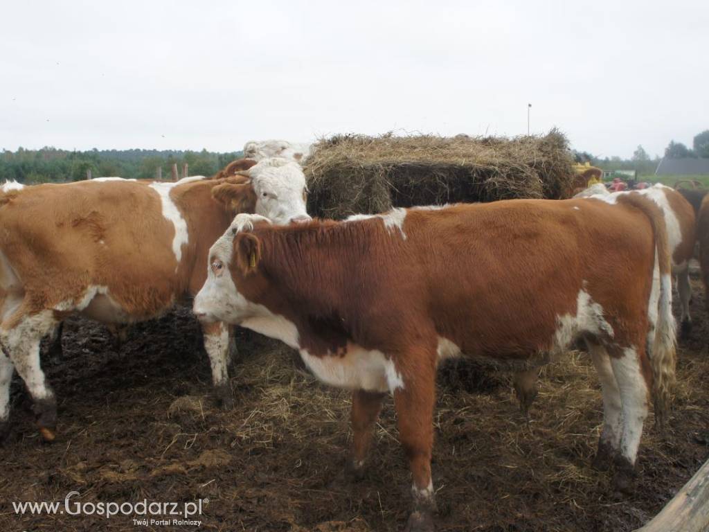 Byczki 300 KG rasy Simental, 100% Polskie 7