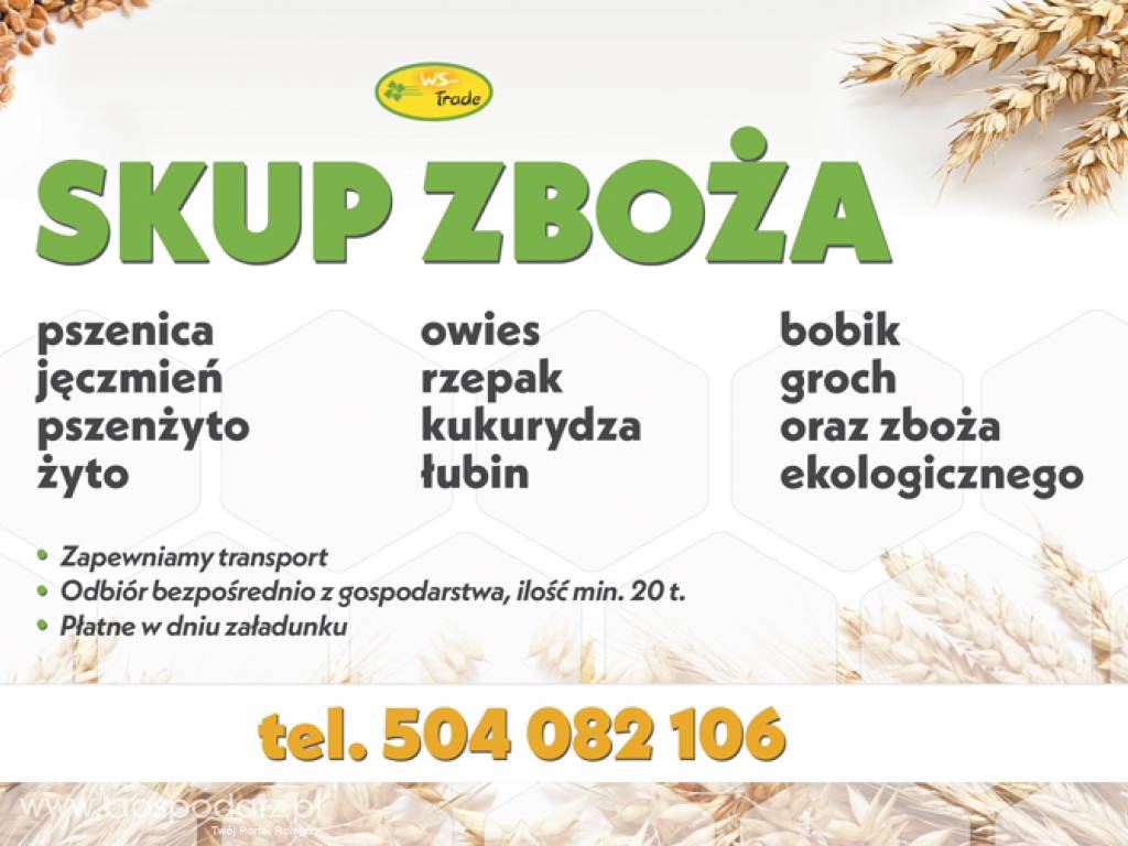 skup zboża: pszenicy, pszenżyta , owsa, jęczmienia, żyta