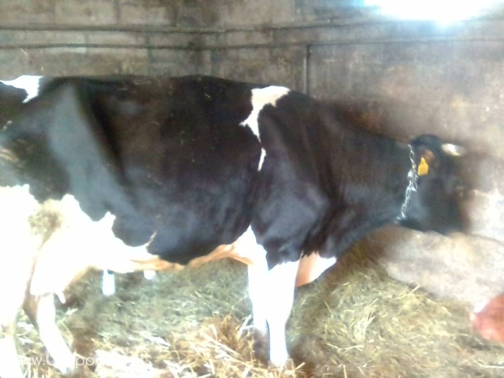 Krowy mleczne 9