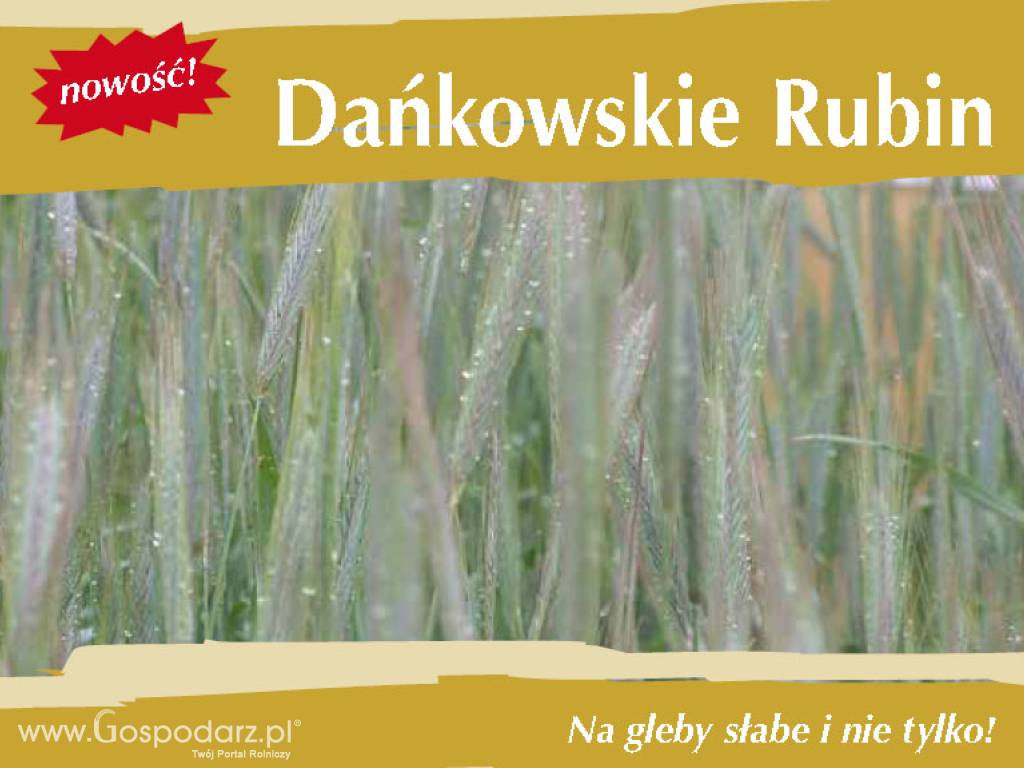 Kwalifikowane nasiona siewne żyto ozime Dańkowskie Rubin C1 Elbląg Olsztyn Braniewo