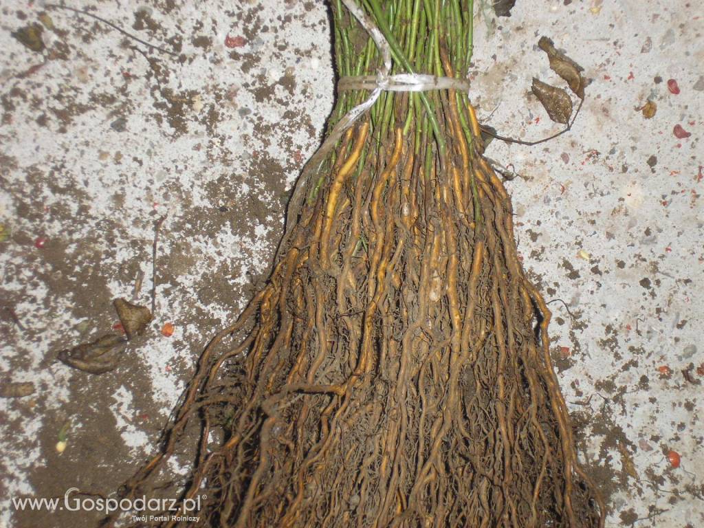 podkładka pod róże/dziczki 8