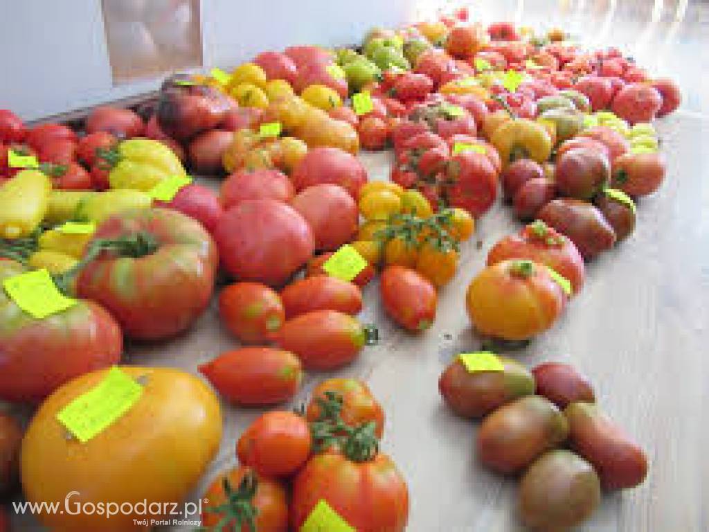 Pomidory - ponad 600 odmian - bez GMO 3