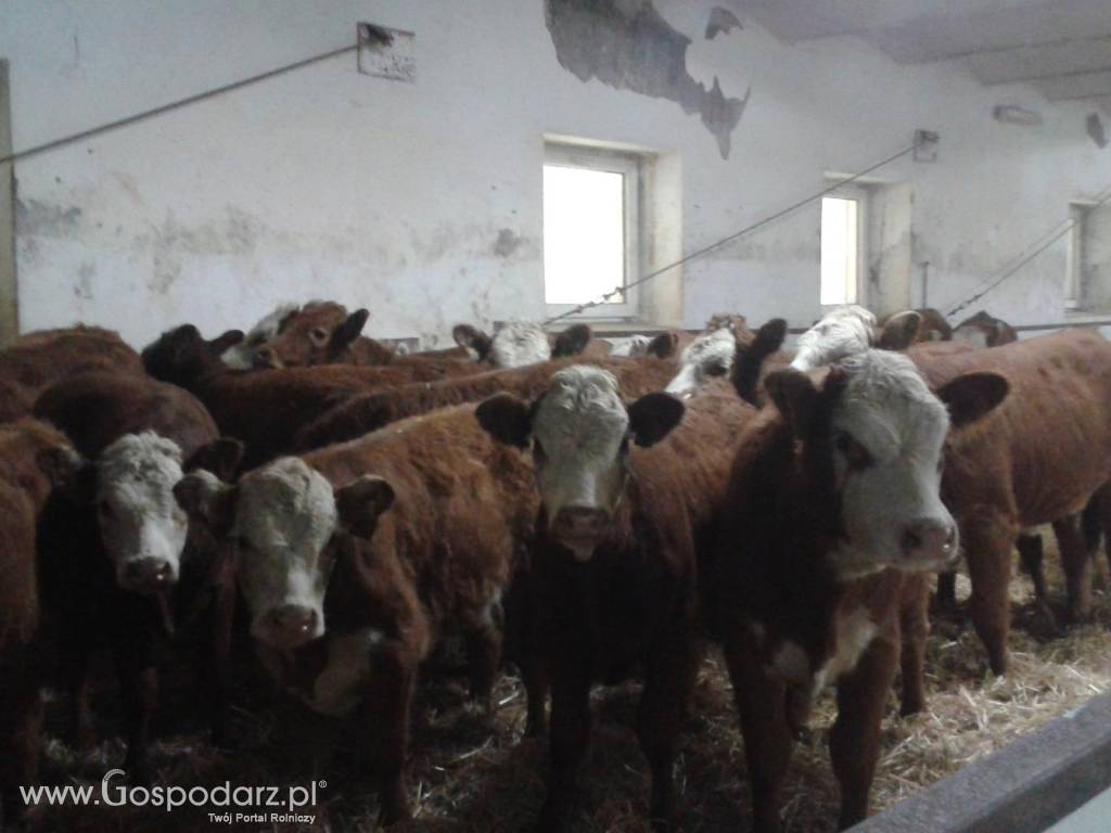 SPRZEDAŻ CIELĄT RAS MIĘSNYCH I HF ZAKŁADY MIĘSNE ZM BM KOBYLIN 6