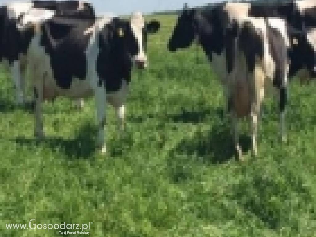 Krowy mleczne 80-90% HF Łotwa